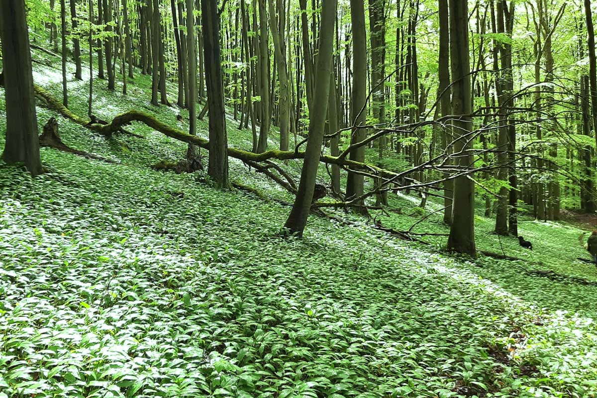 Wald im Frühling, Bärlauch
